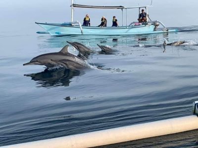 Lovina Dolphin Watching Tour
