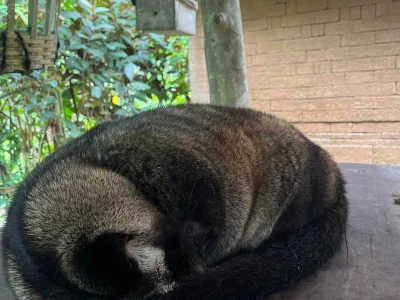 coffee plantation (3)