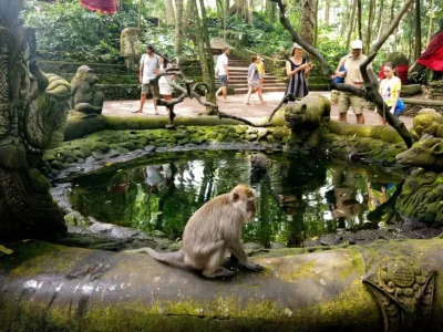 monkey forest (2)