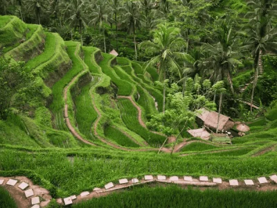 tegallalang rice terrace (1)